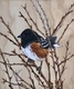 The Spotted Towhee