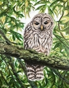 Barred Owl