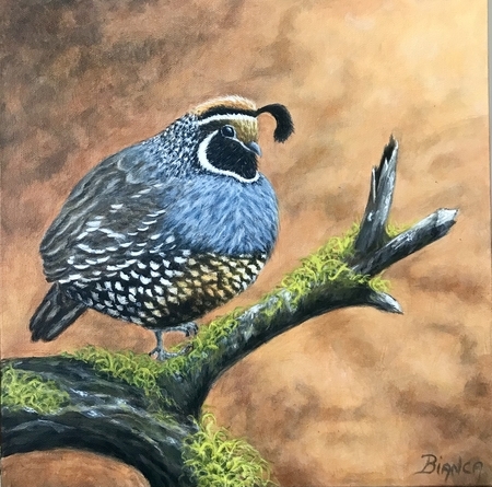 California Quail