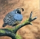 California Quail