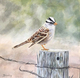 Okanagans, White Crowned Sparrow