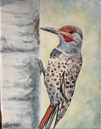 Northern Flicker