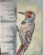 Northern Flicker